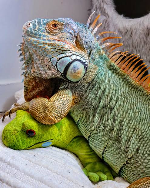 A Blue and Green Iguana