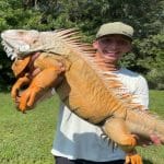 Adult Iguana: Complete Care Guide, Behavior, Diet, and Habitat Adult Iguana