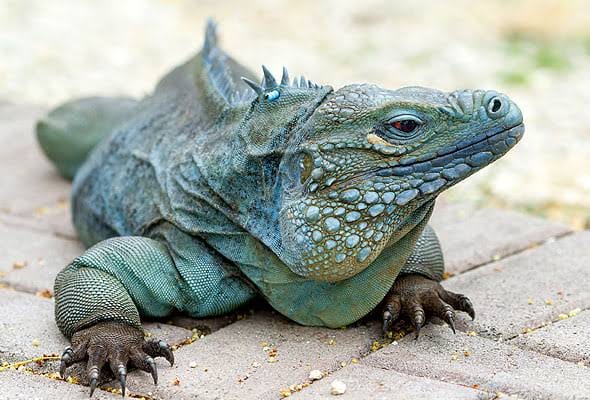 Blue Iguana